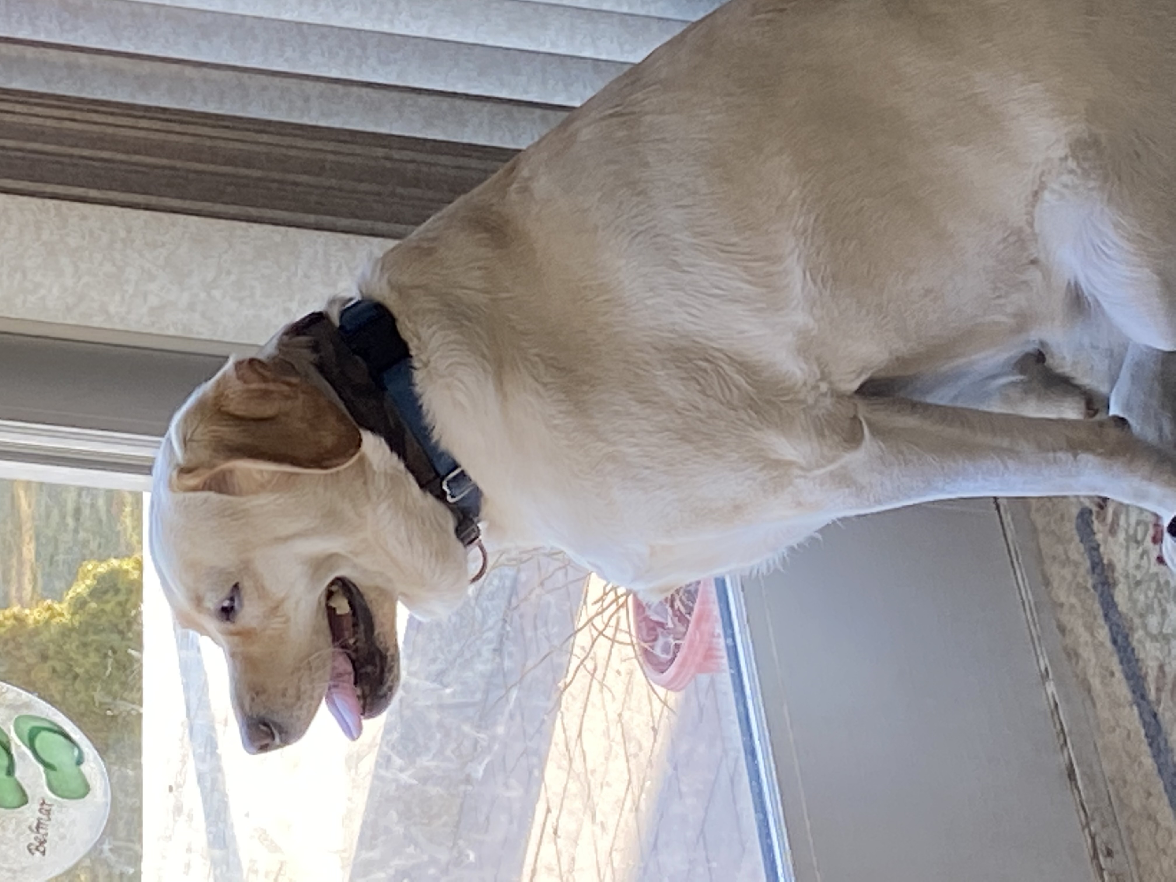 Maggie