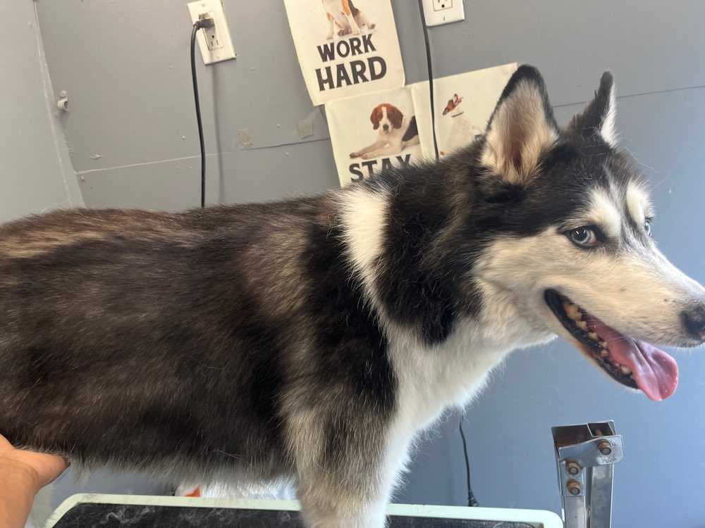 Lulu