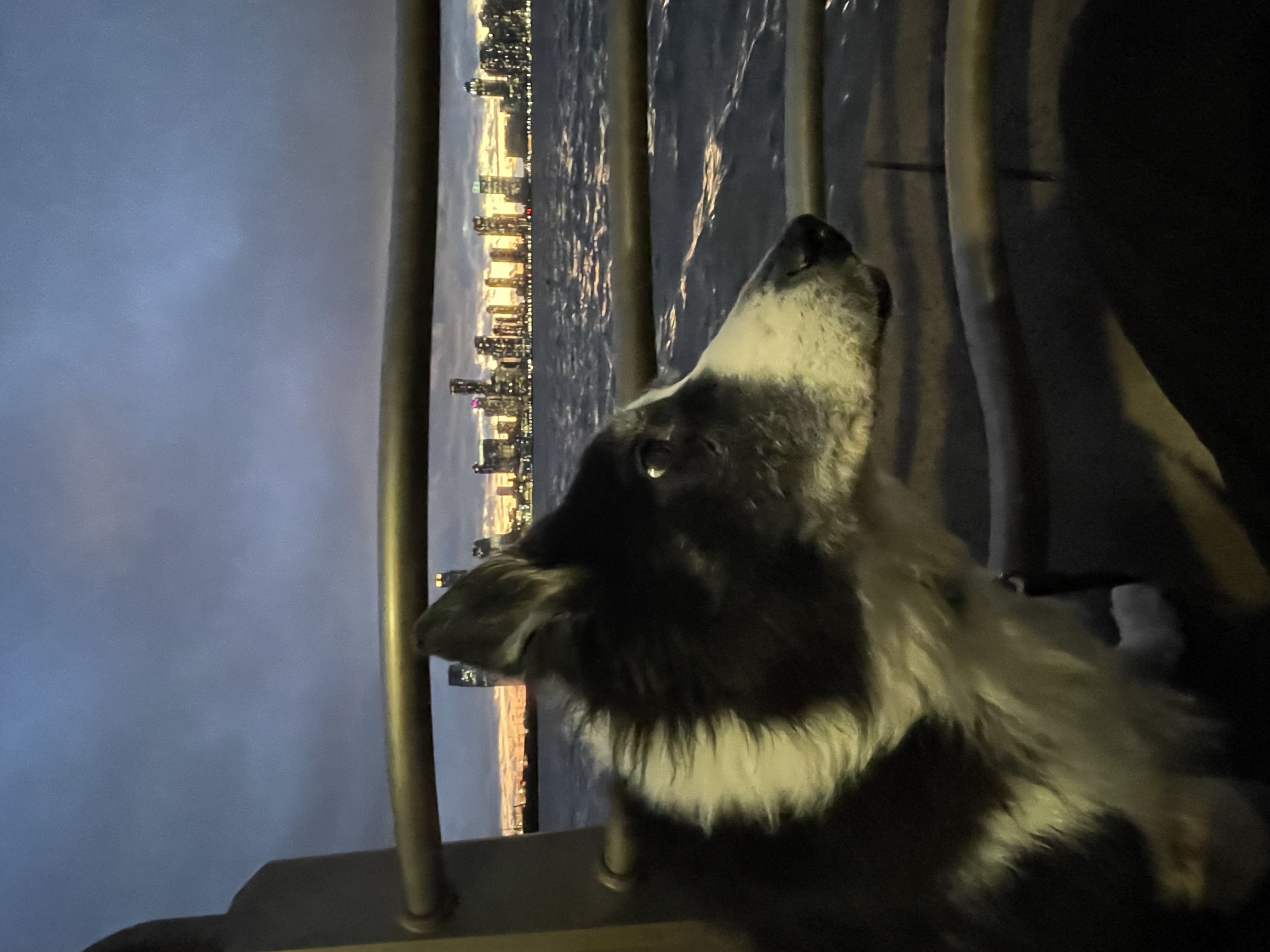 Dog Pet Photo