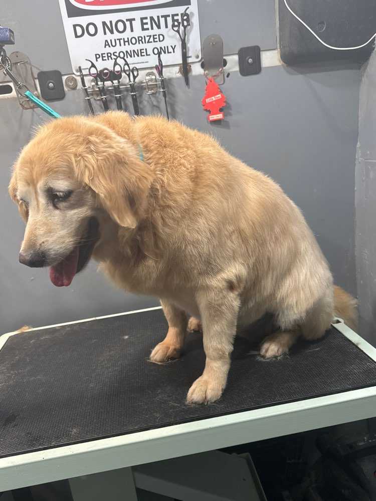 Pet