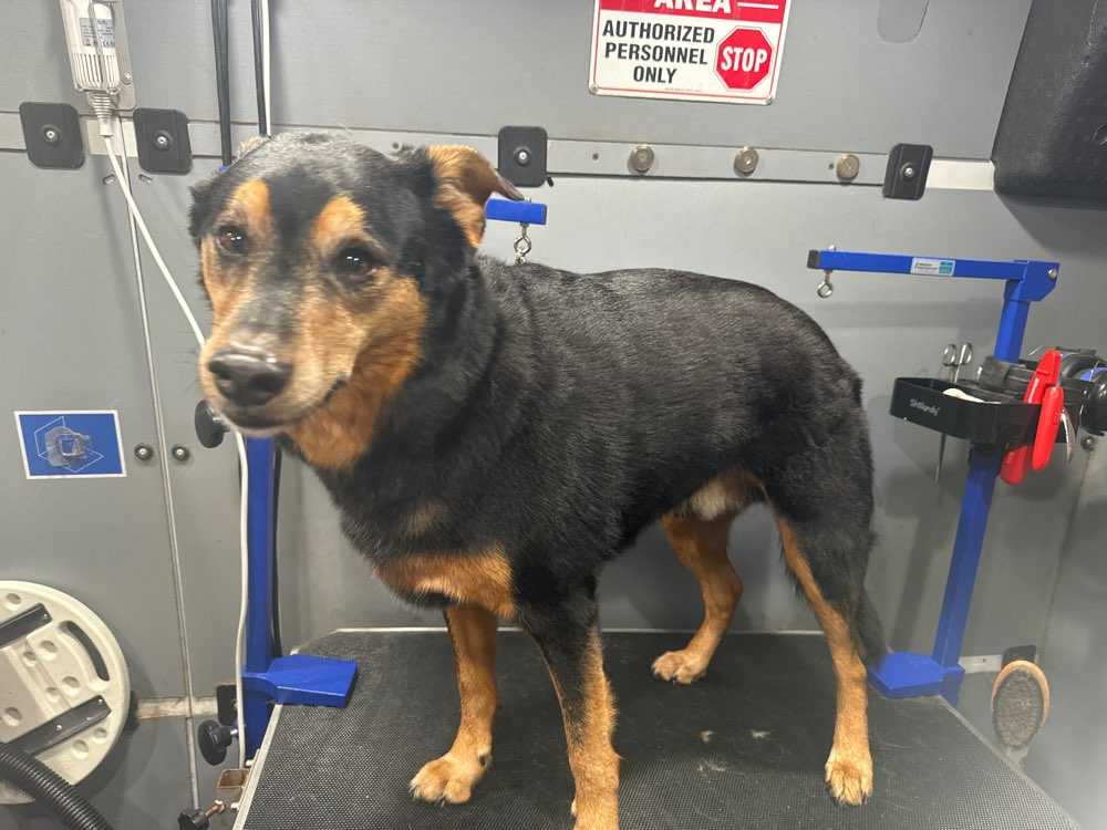 Captain