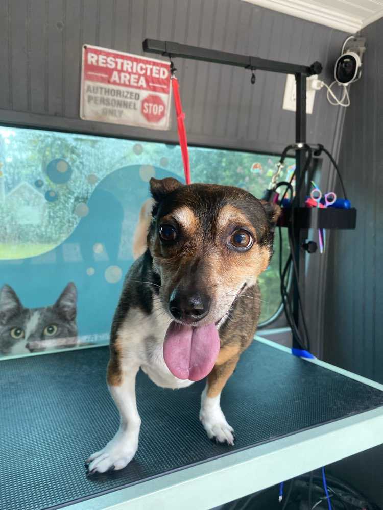 Pet
