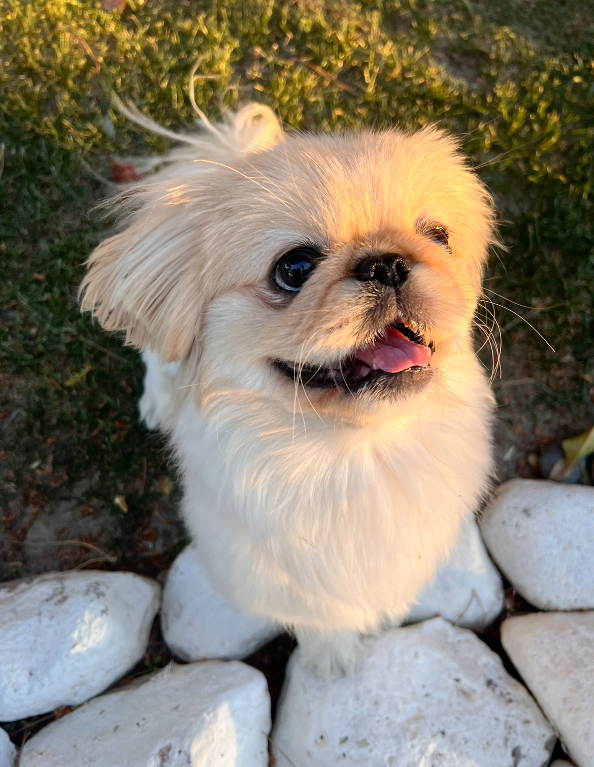 Rosie