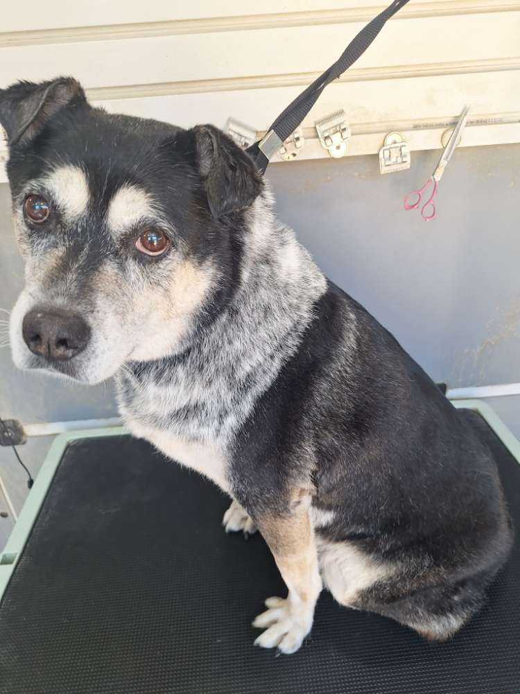 Dog Pet Photo