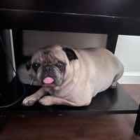 Mylo