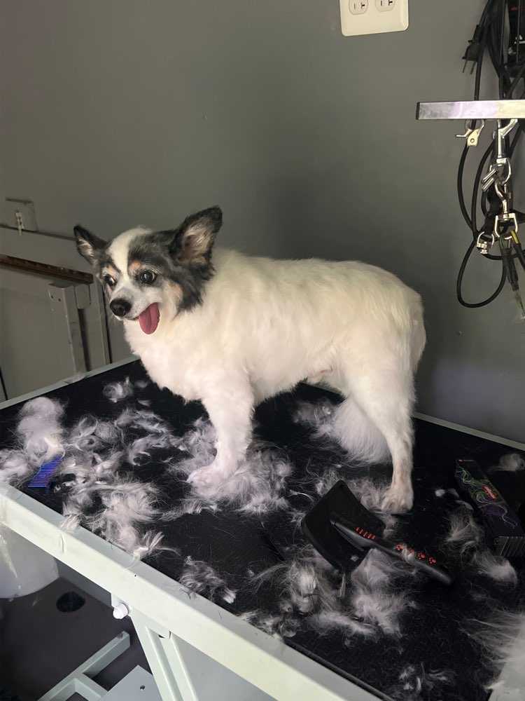 Bandit 