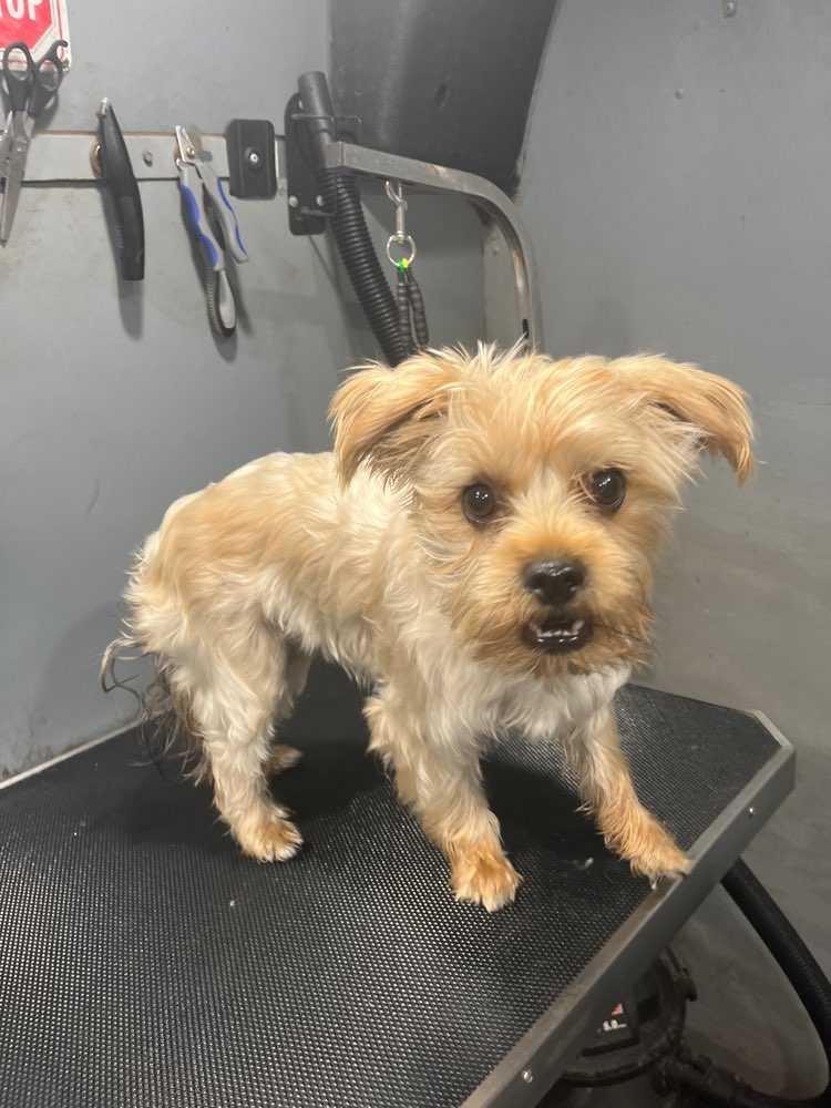 Winston