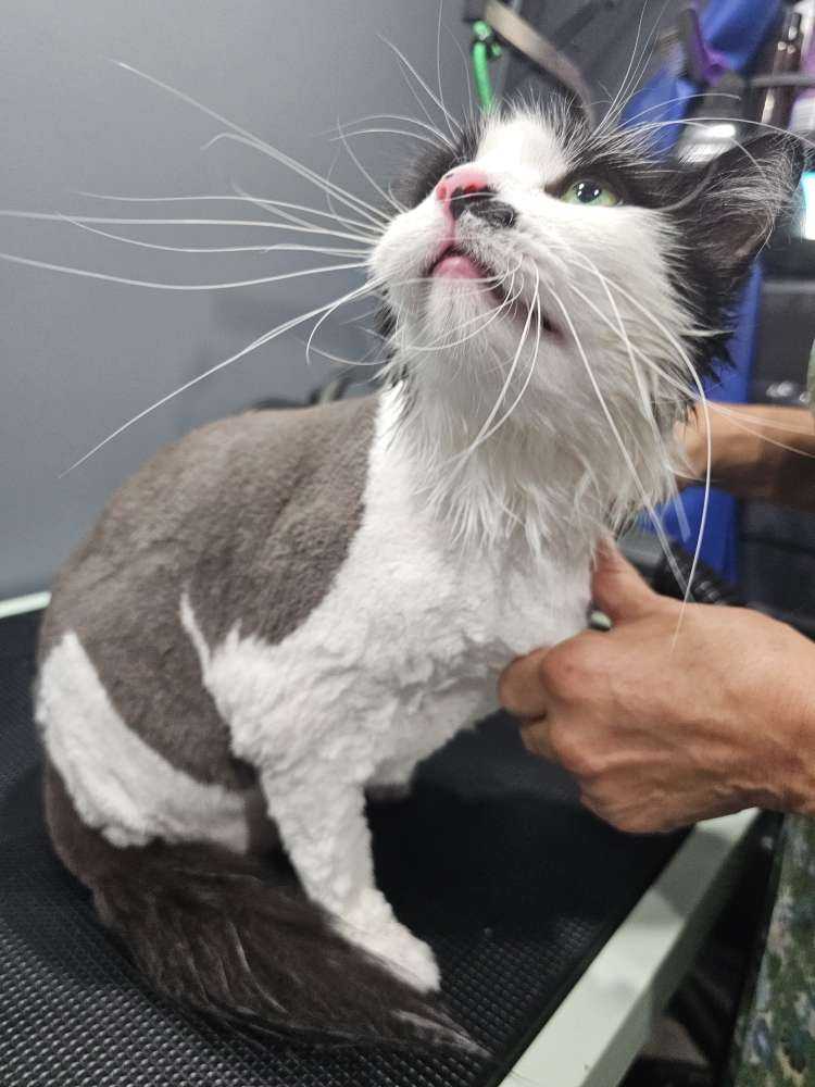 Chulo 