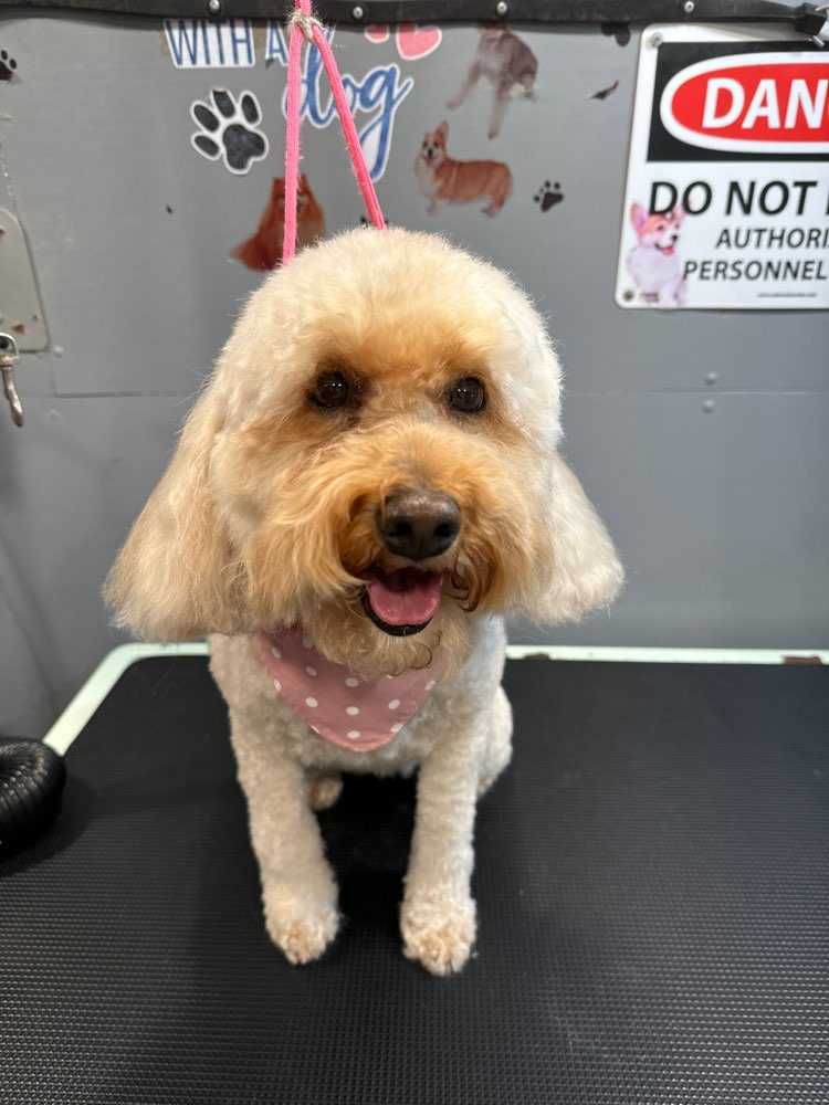 Lulu