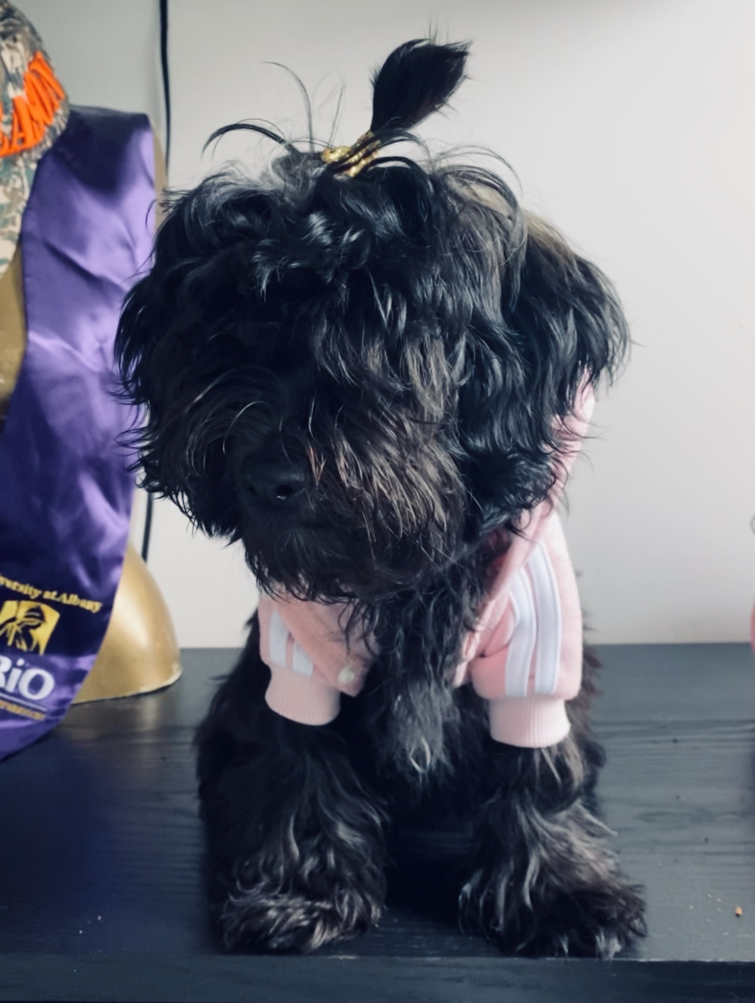 Dog Pet Photo