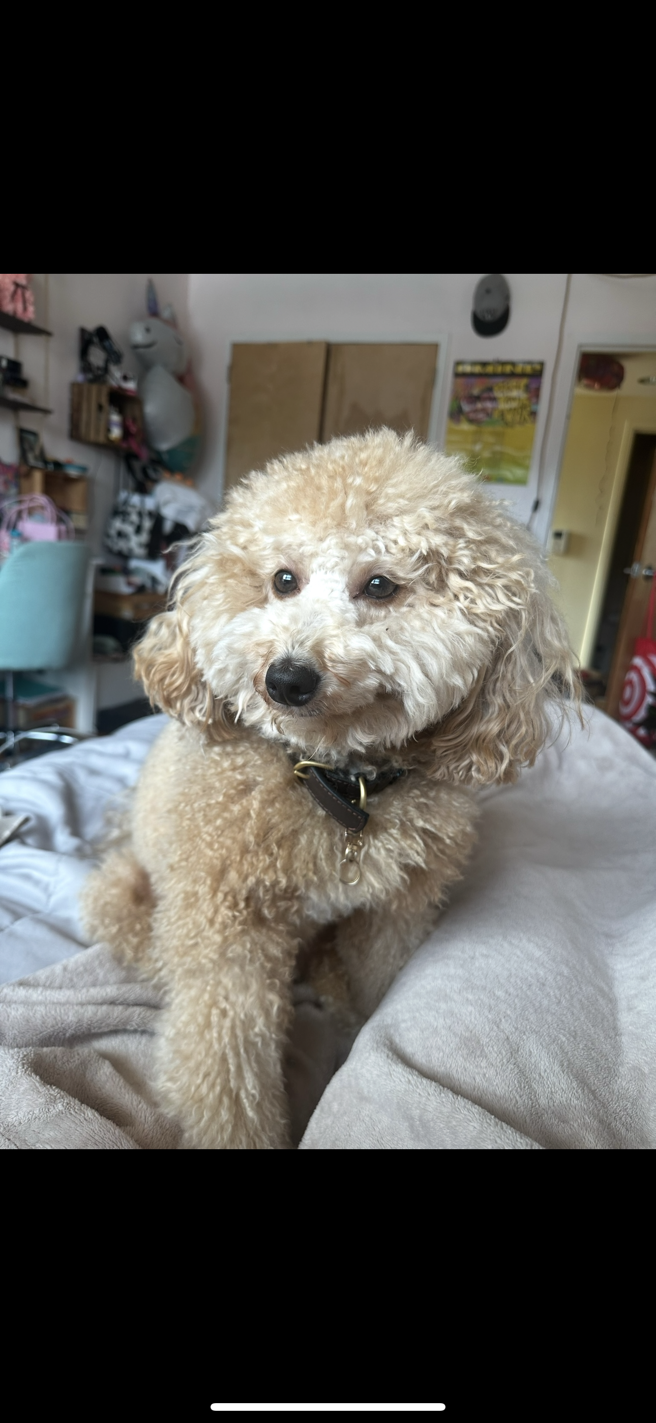 Ozzie