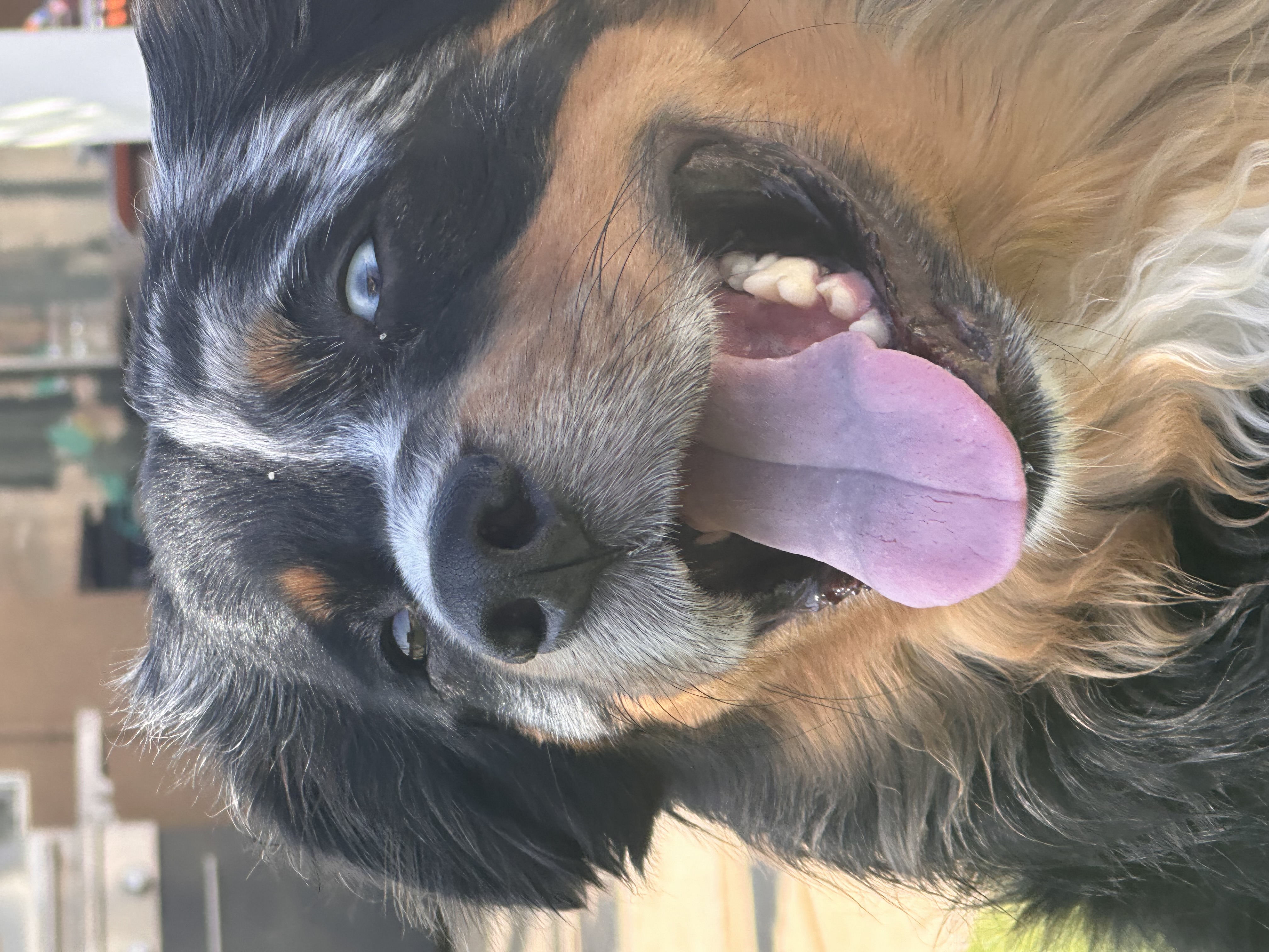 Archie