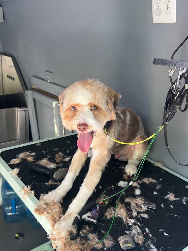Dog Pet Photo