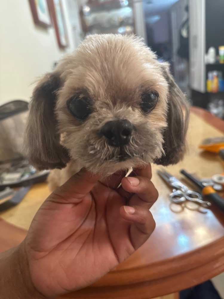Dog Pet Photo