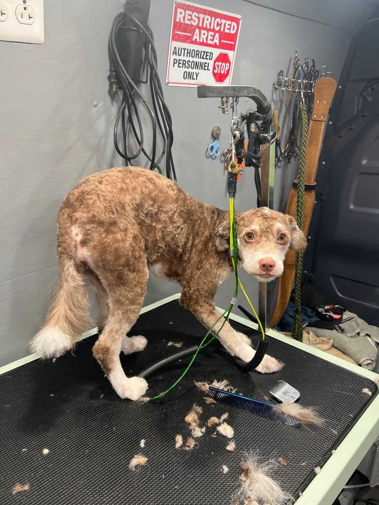 Rosie