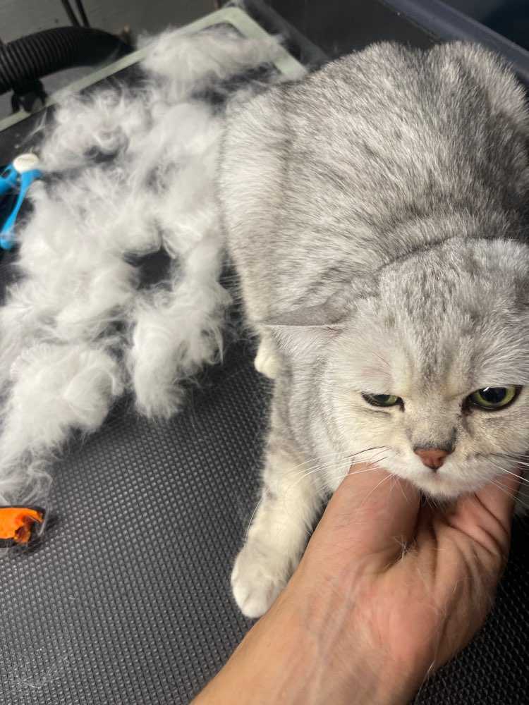 Pet
