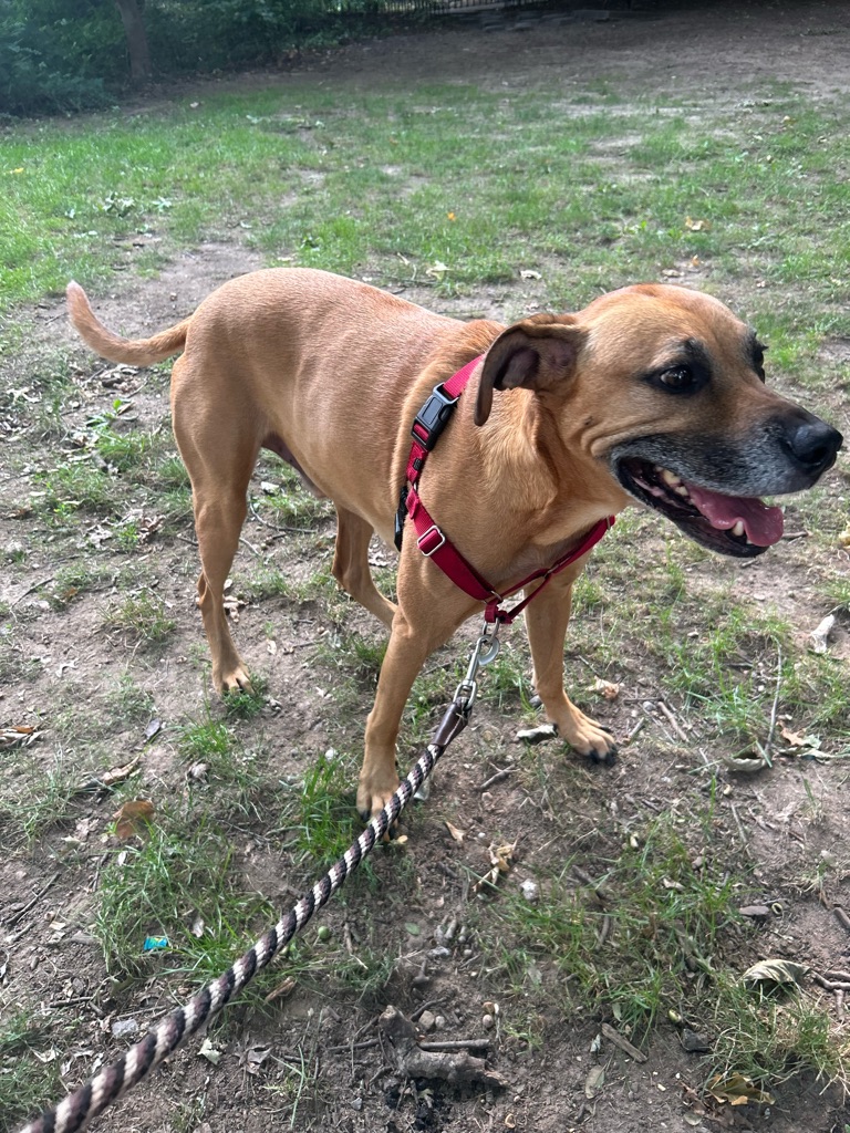 Dog Pet Photo