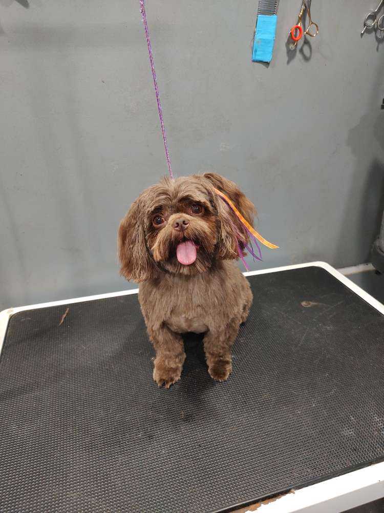 Wookie