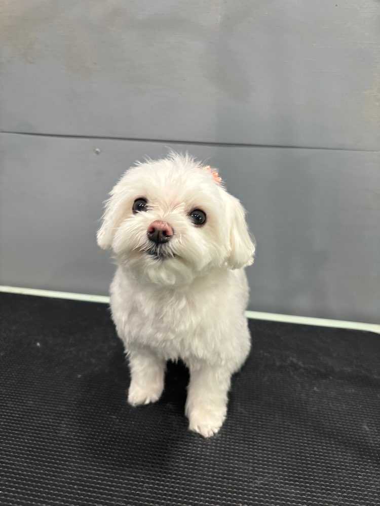 Bella