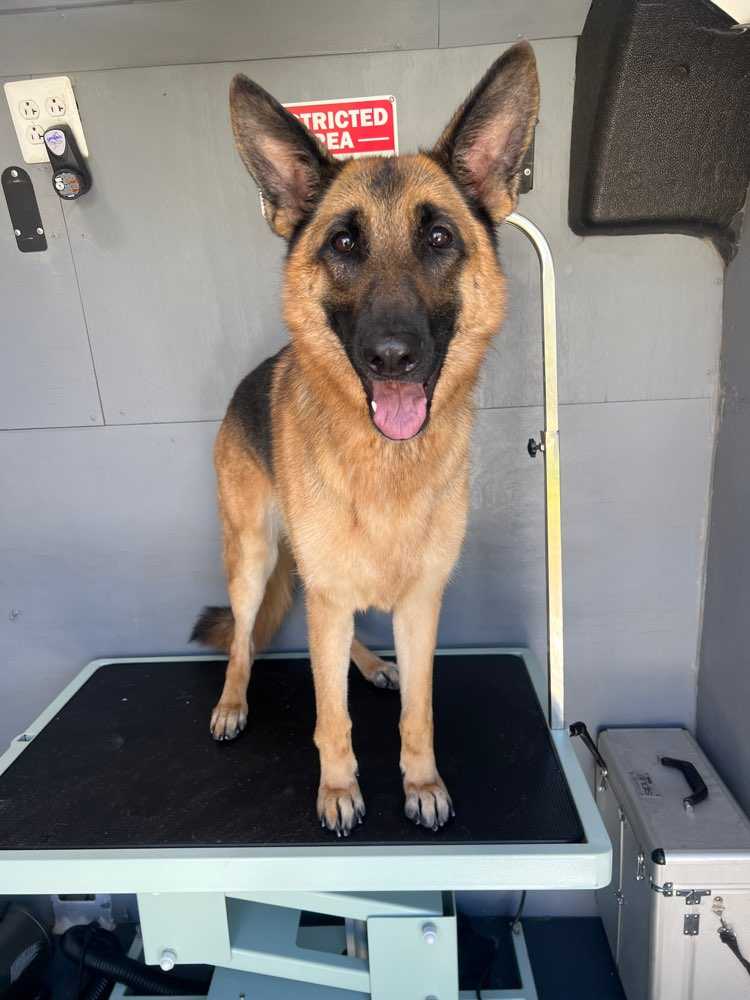 Nova