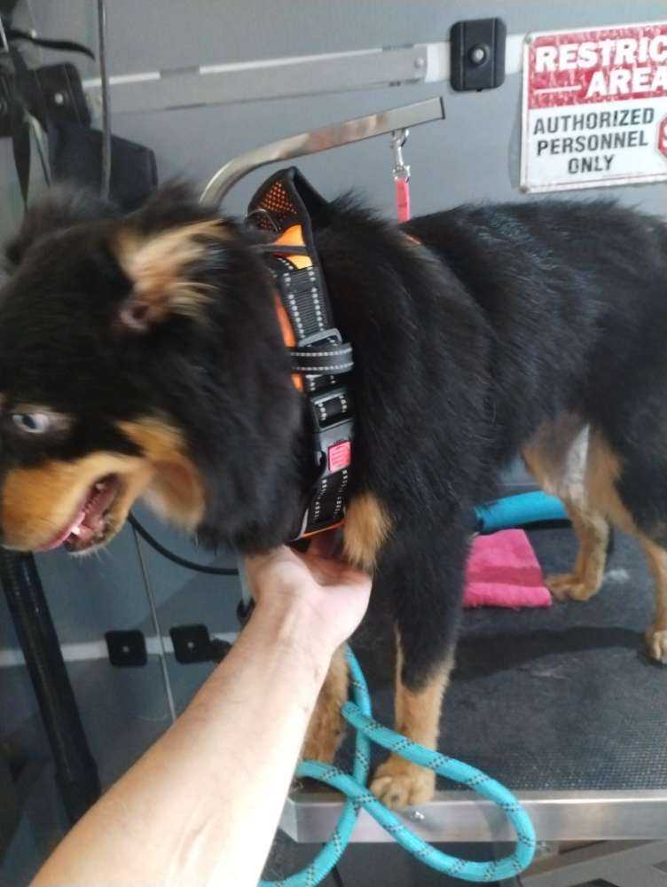 Archer