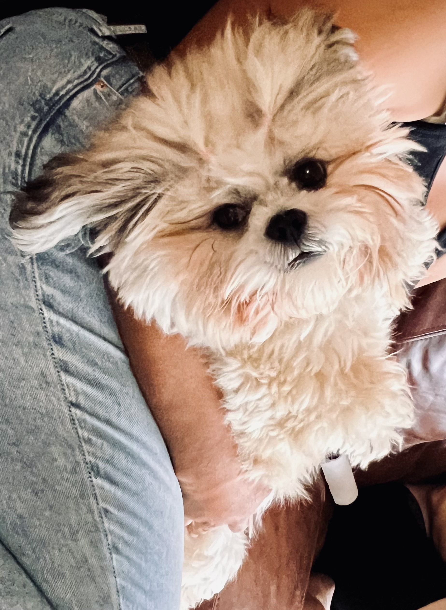 Gracie