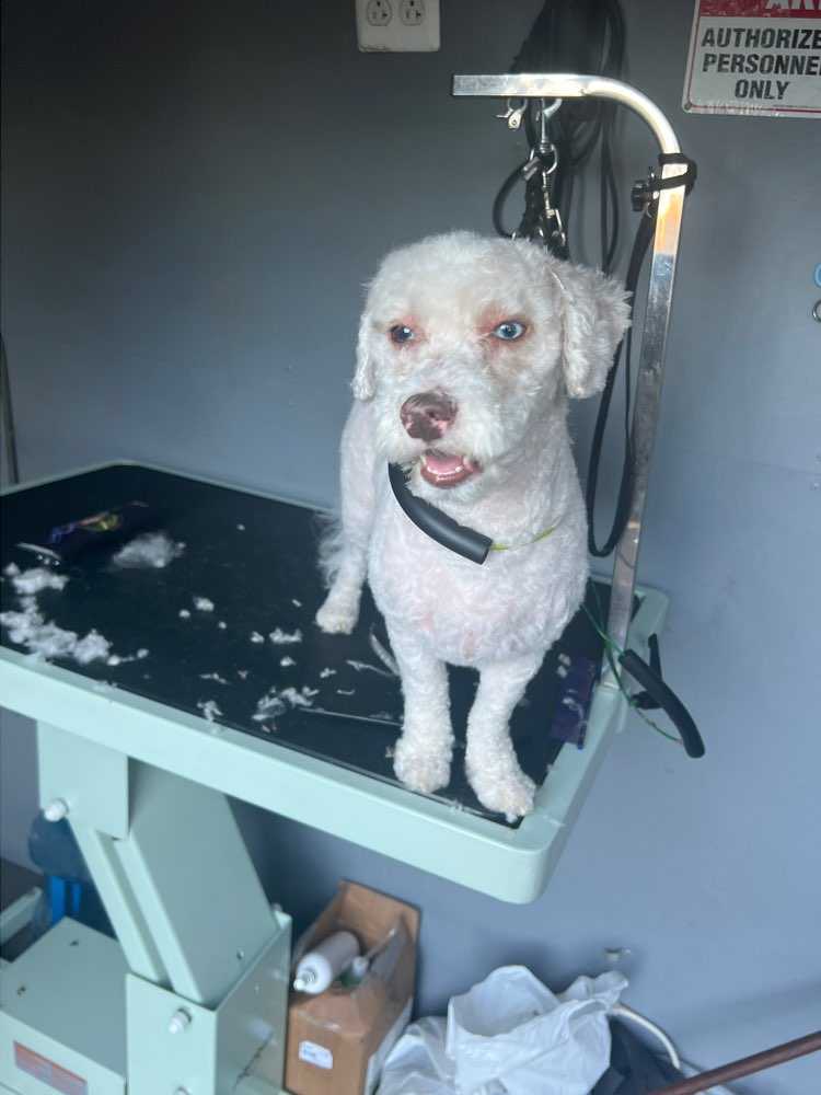 Pet