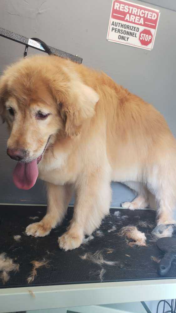 Dog Pet Photo
