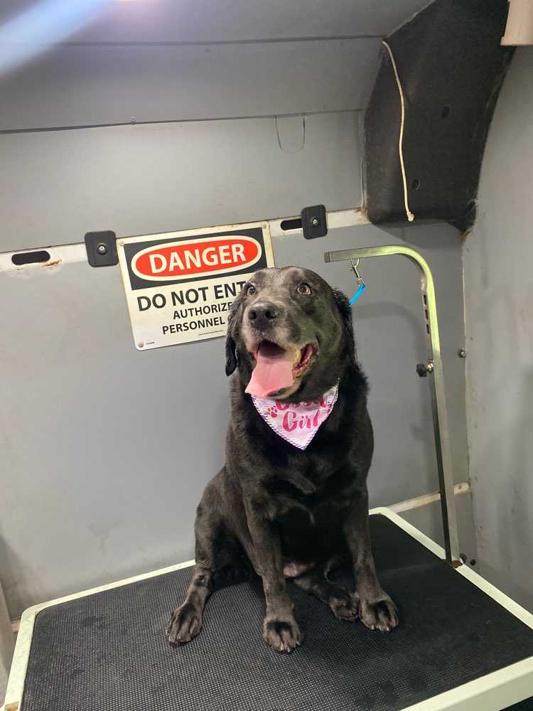 Dog Pet Photo