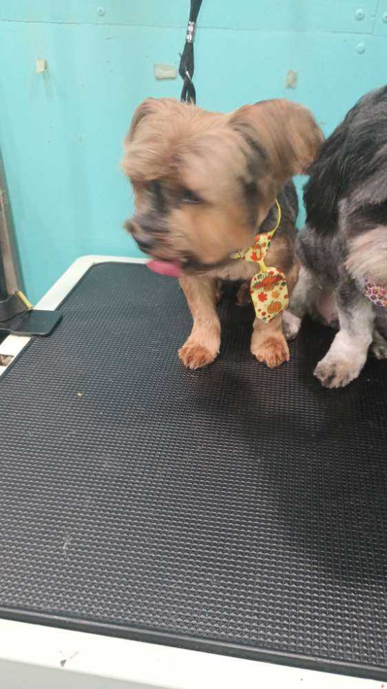Coco