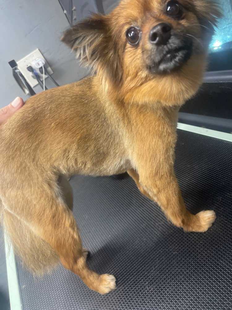 Dog Pet Photo