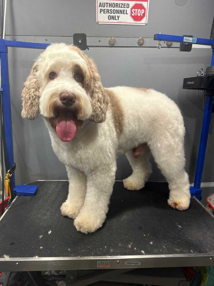 Bo