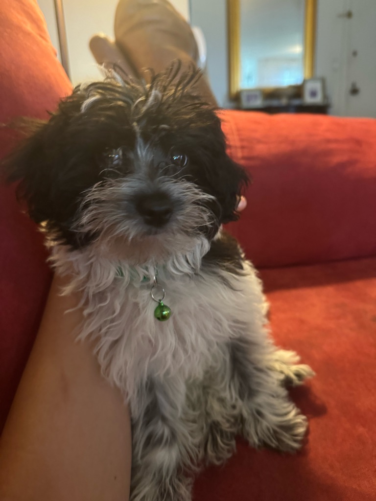 Pet