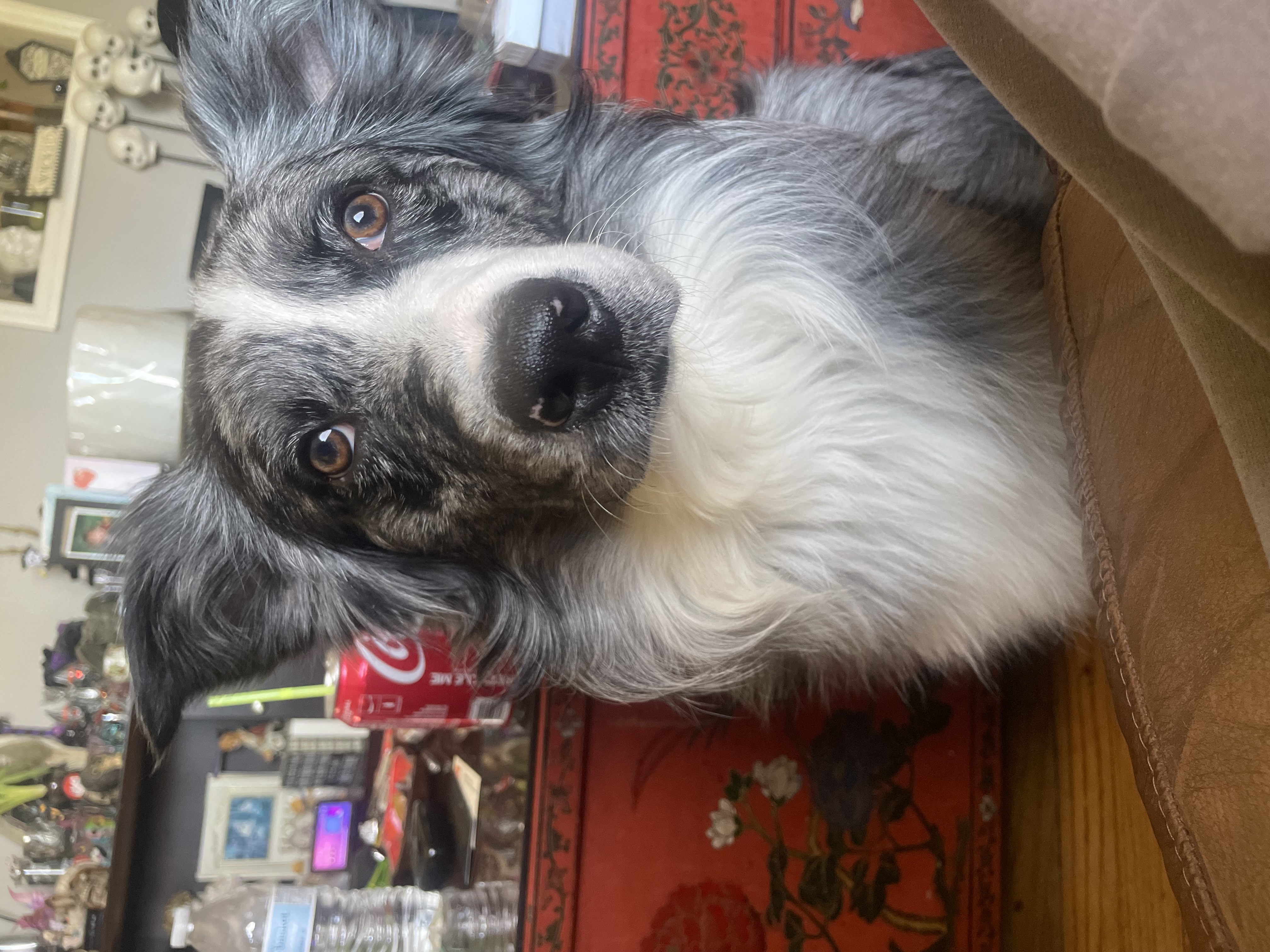 Koda