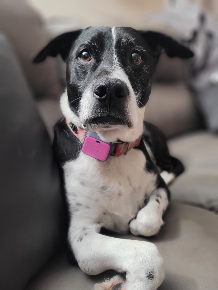 Rosa