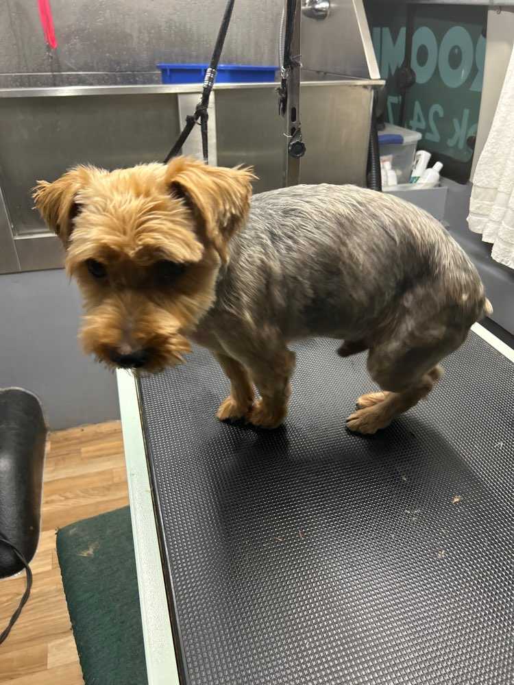 Dog Pet Photo