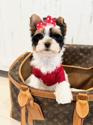 Lulu 