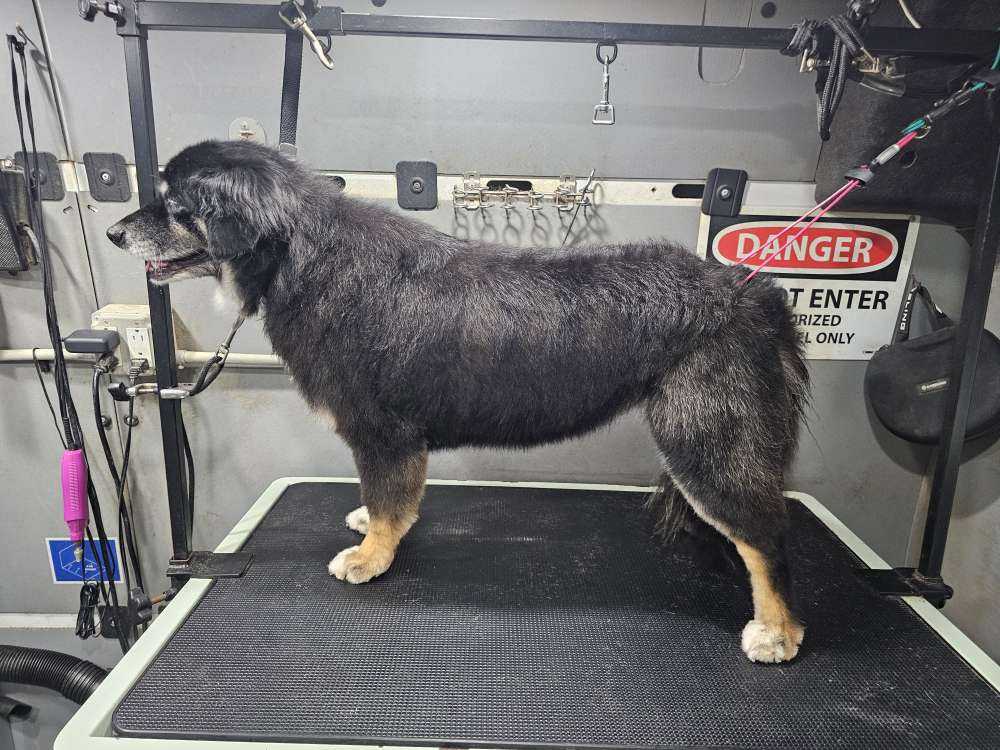 Pet