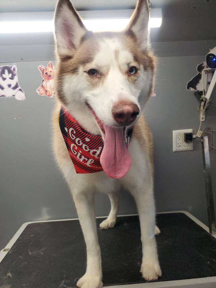 Bella 
