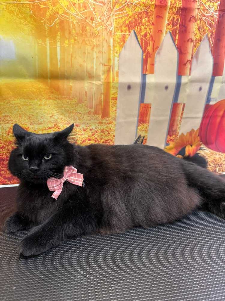 Sweetpea