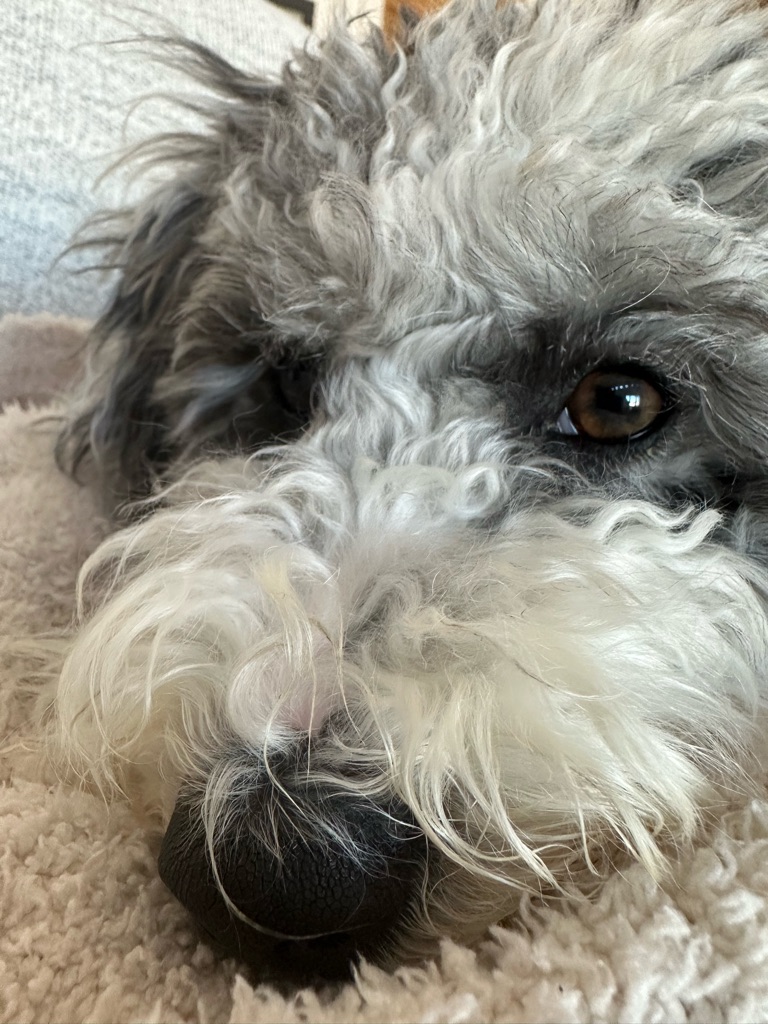 Dolly