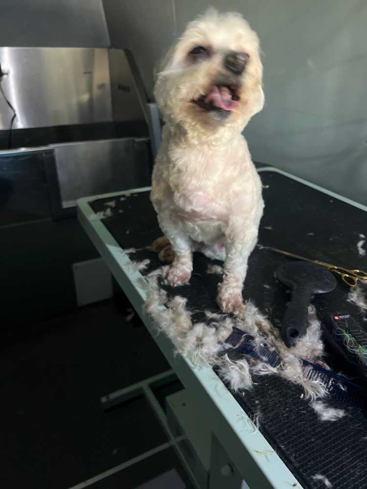 Bella