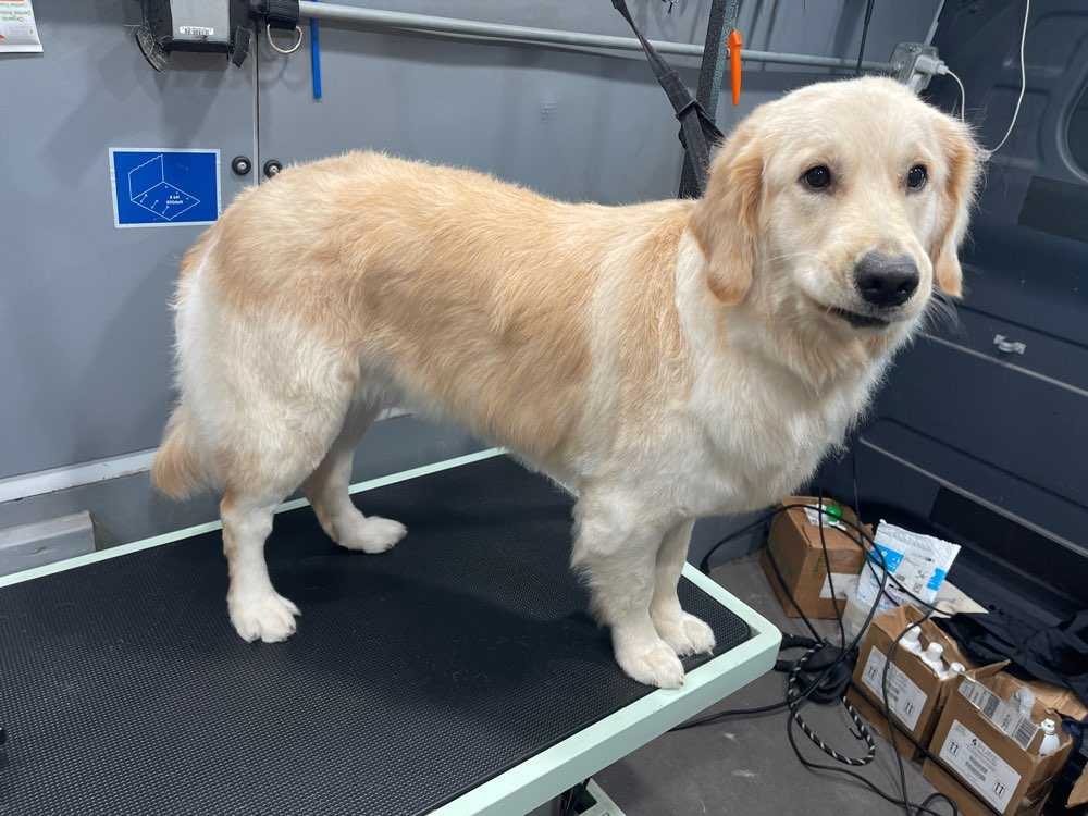 Dakota
