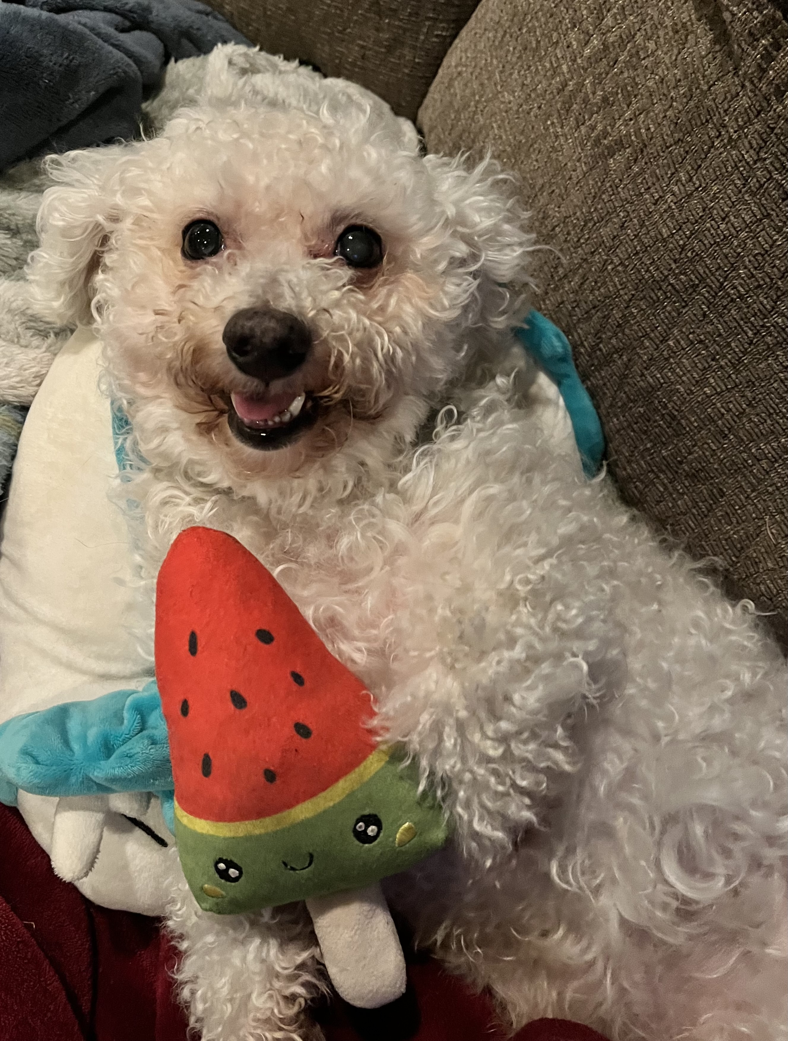 Dog Pet Photo