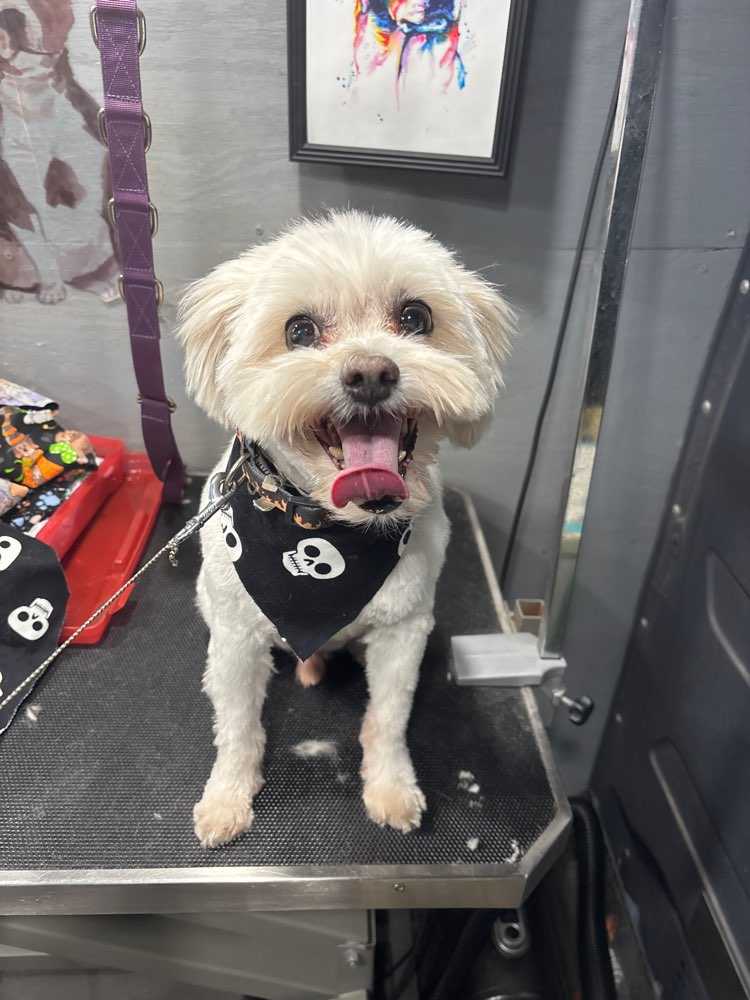 gizmo