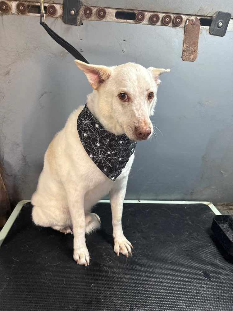 Scout