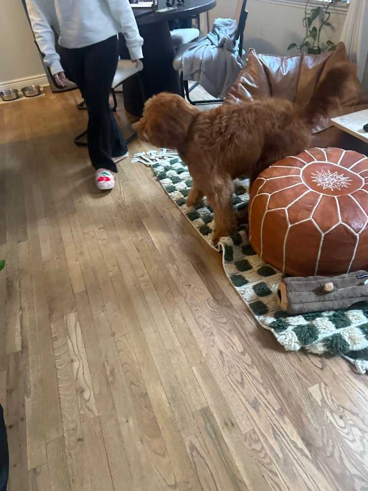 Dog Pet Photo