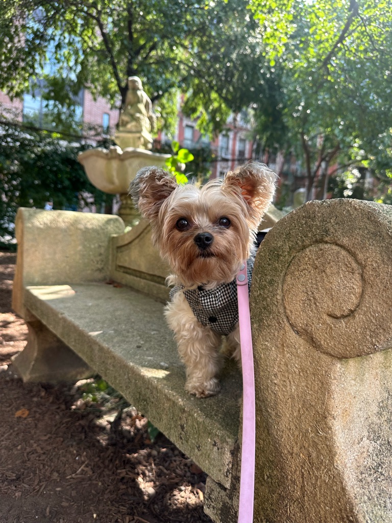Dog Pet Photo