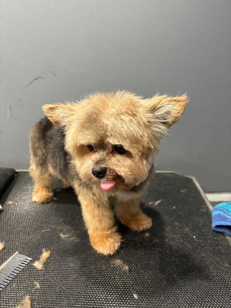 Cooper