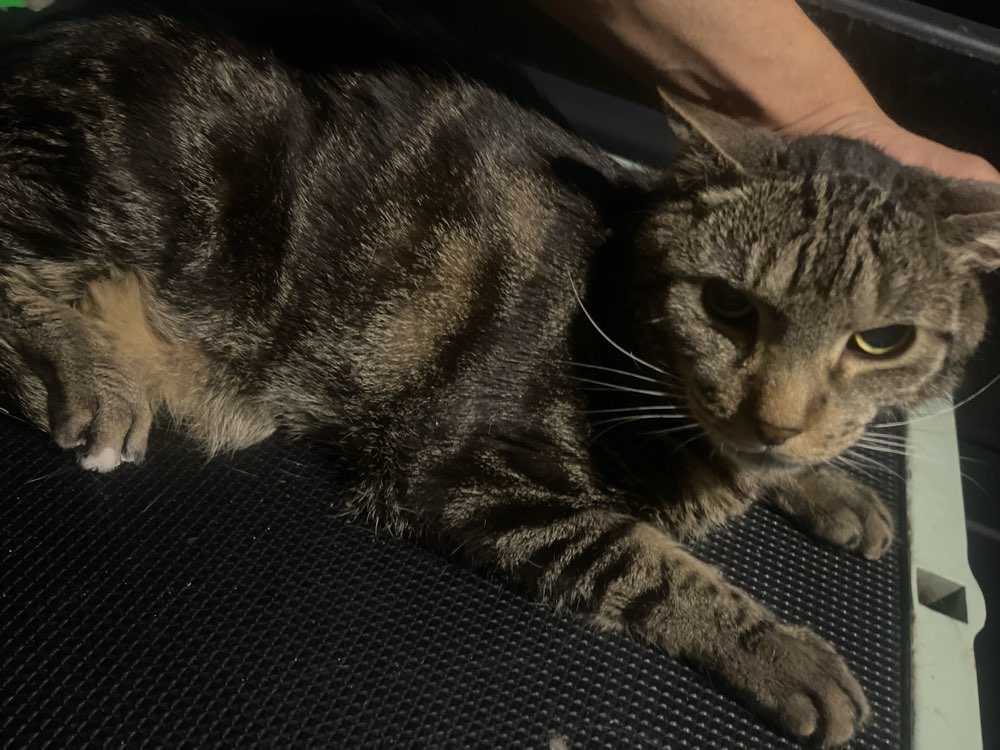 Charlie